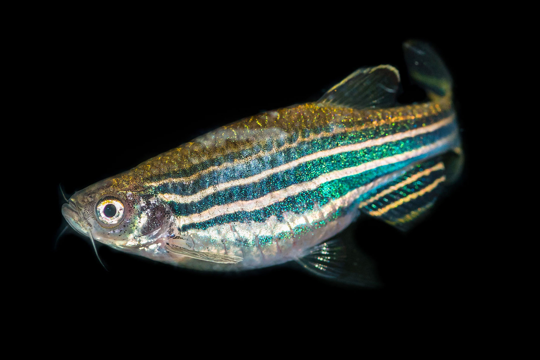A small zebrafish with blackish stripes along its body of green scales.