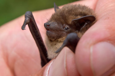 A small bat being held in a human's hand.