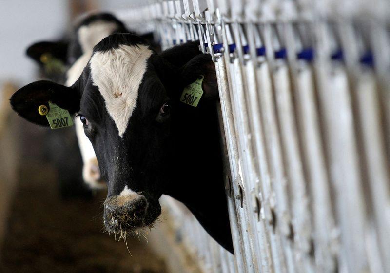 US to test ground beef in states with bird-flu outbreaks in dairy cows