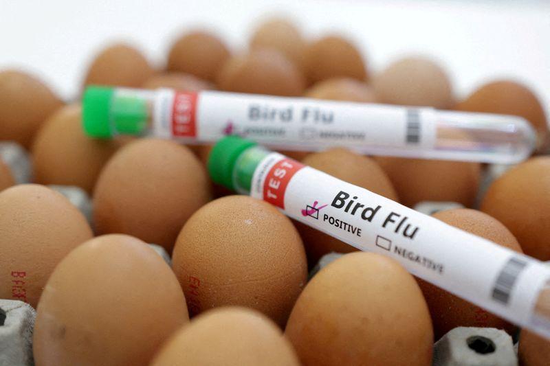 Bird flu testing shows more dairy products are safe, US FDA says